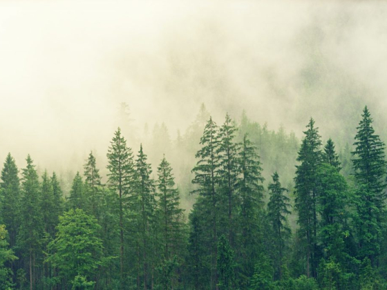Why Are Dead Trees So Important to Forests?