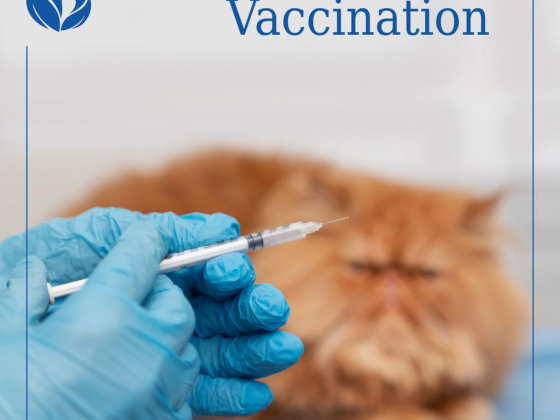 Karas Veterinary Clinic