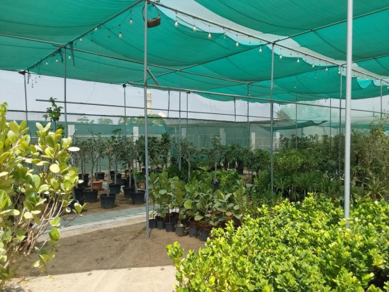 Nibras Alshams Landscaping Services