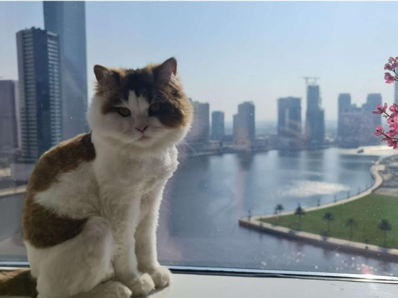 Sandy Paws