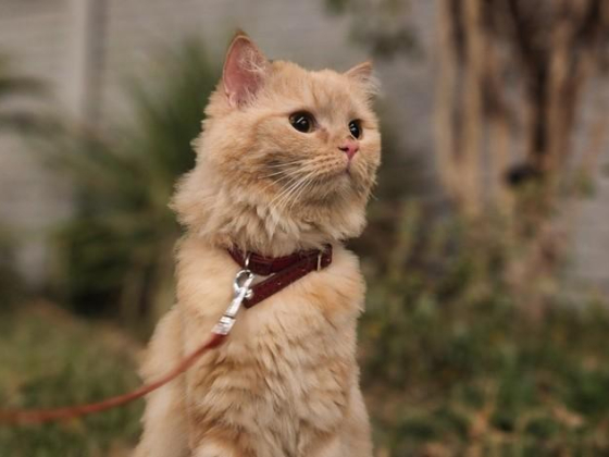 Sandy Paws