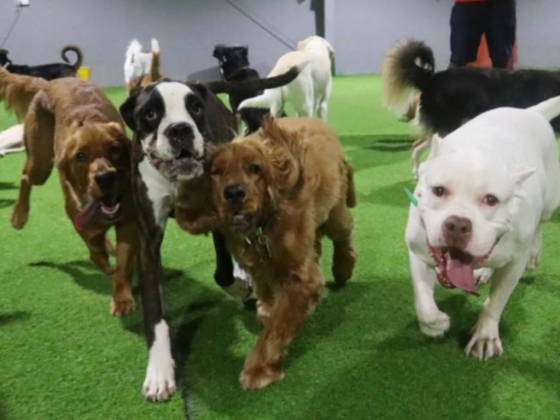 Dog House Pets Boarding
