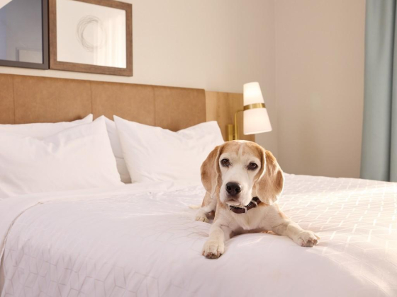 Staybridge Suites Dwc