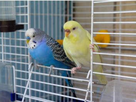 Doon Pet World Trading