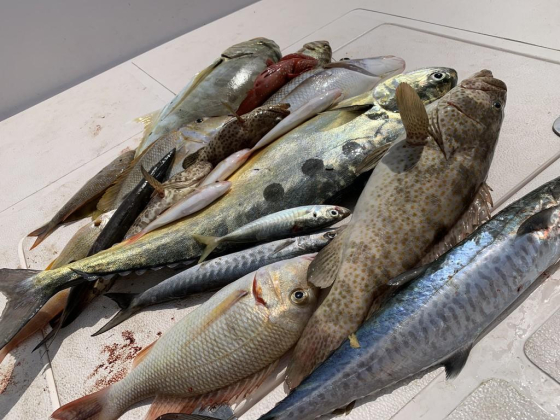 Ocealics Fishing Tours