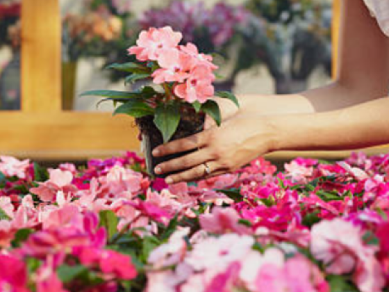 Flowers R Us