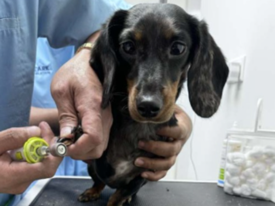Ark Animal Clinic