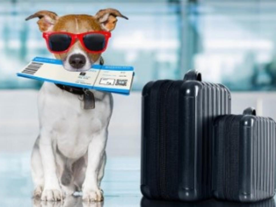 Pet Love Grooming & Accessories