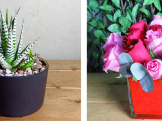 Stems N Pots