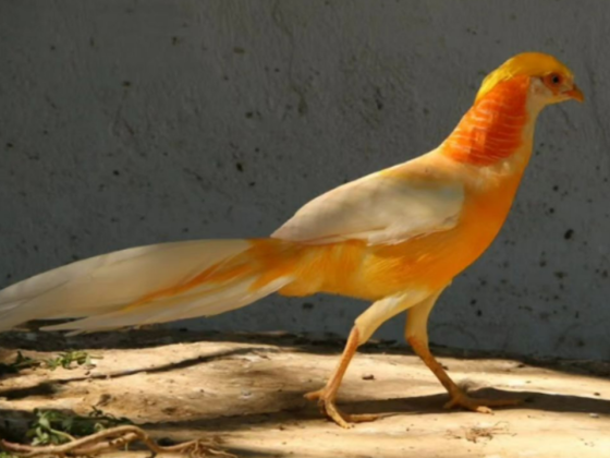 Faunaland Animal Trading
