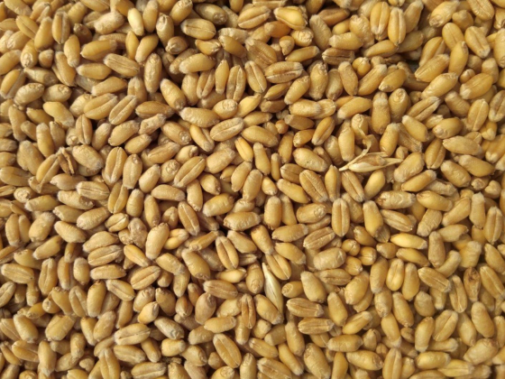 Sunitha Annadata Foodstuff Trading