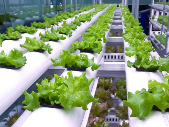Al Aasi Agricultural Establishment