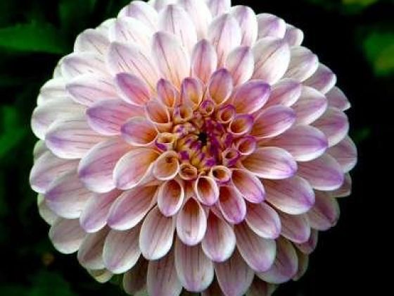 Al Mesk Flowers Trading