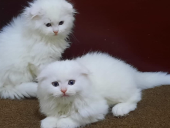 Amazing Pets Life Animals Trading