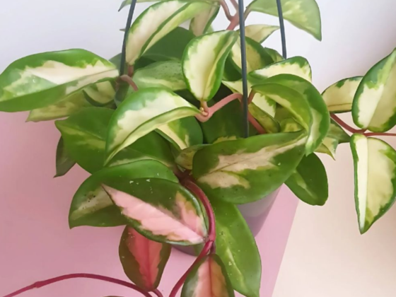 Plant Studio