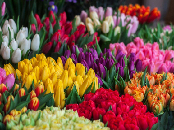 Fresh Flowers