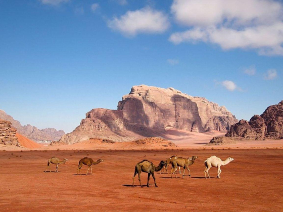 Al Dakkak Tours International
