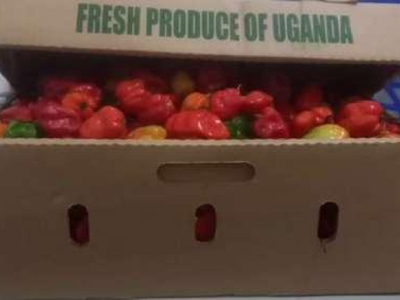 Golden Box Grocery