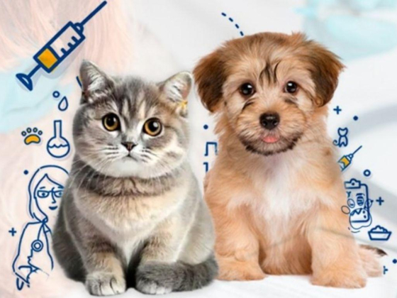 Pawbulance Veterinary Clinic