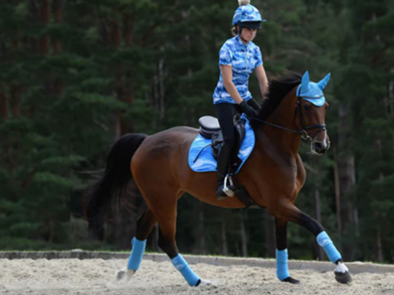 Belcadan Horse Equestrian Equipment Trading