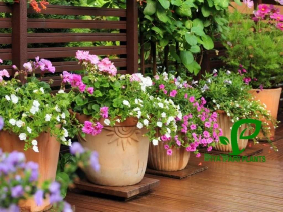 Riya Pari Plants Landscaping