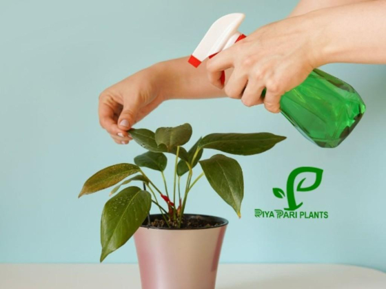 Riya Pari Plants Landscaping