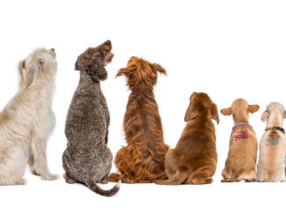 Bark And Play Domestic Pets Boarding