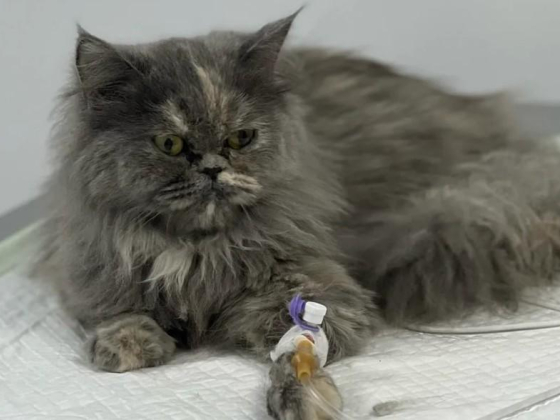 Pets Society Veterinary Clinic