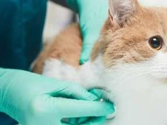 Pets Society Veterinary Clinic