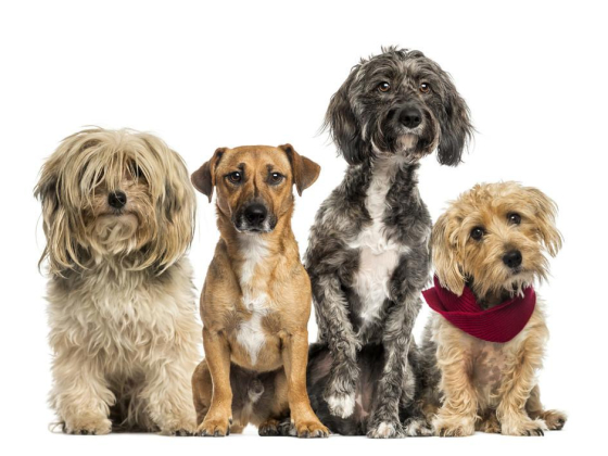 WAG Pet Care