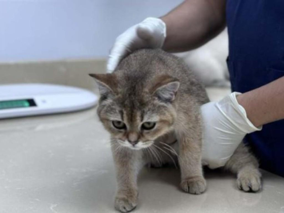 The Ark Animal Clinic