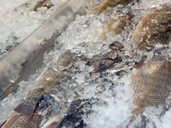Juma Bin Khamis Fish Stall