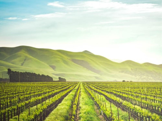 Grace Land Irrigation And Landscaping