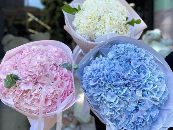 My Roses