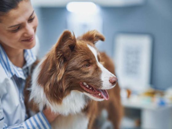 Clinipets Vet Clinic