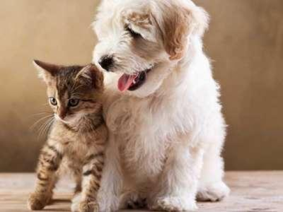 Pets Kingdom