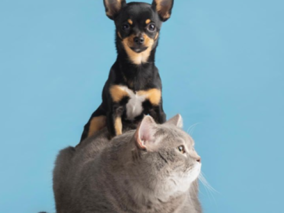 VetDub Veterinary Clinic