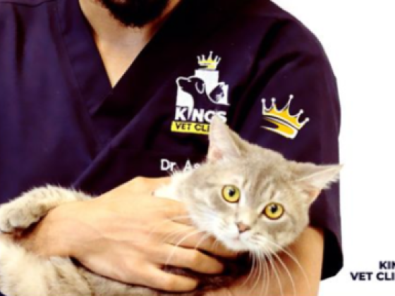Kings Vet Clinic