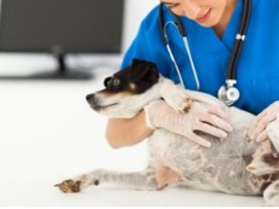 Pet First Veterinary Clinic