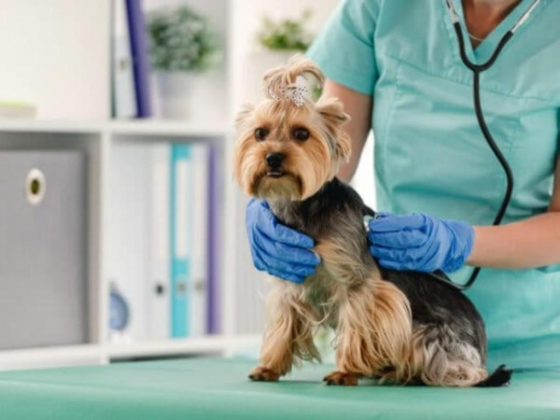 Al Falah Veterinary Clinic Main br.