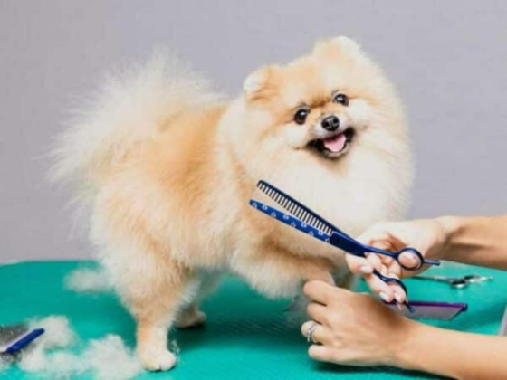 Al Falah Veterinary Clinic Main br.