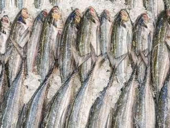 Al Dusari Fish Stall