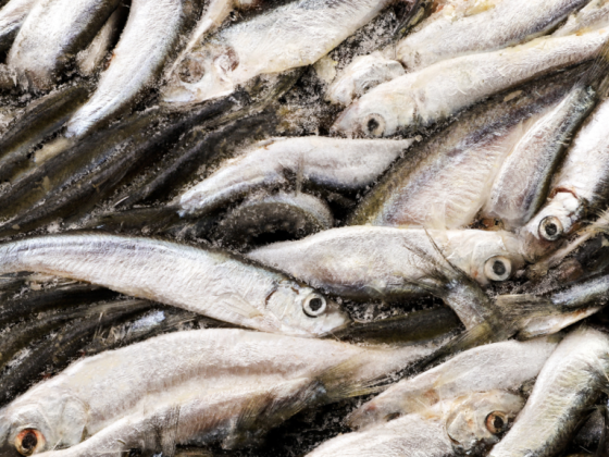 Jaber Al Marri Fish Stall