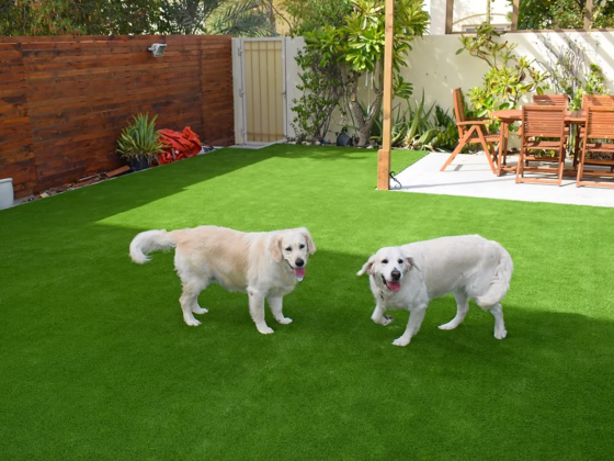 Mazegrass