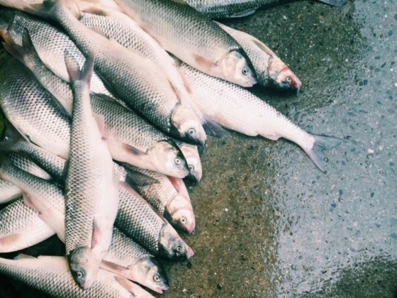 Mirbat Foodstuff Trading