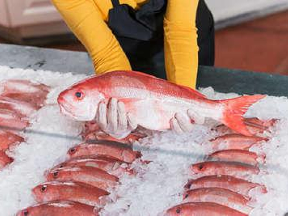 Asif & Arif Fish Trading