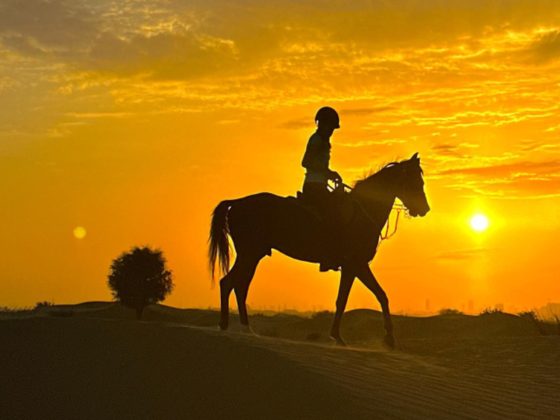 Al Ali Stables