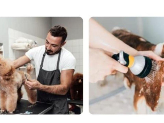 Aristopets Creative Grooming