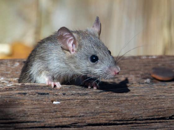 Rodent Control in Dubai: What a Proper Job Costs and Who's Licensed to Do It