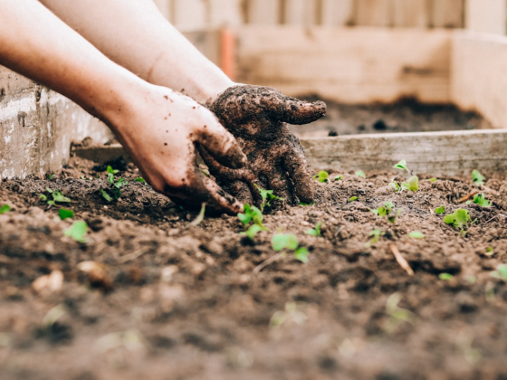 Gardening Near Me in Dubai: What a Fair Price and a Proper Contract Actually Look Like